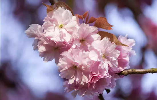 Prunus subhirtella 'Accolade' 