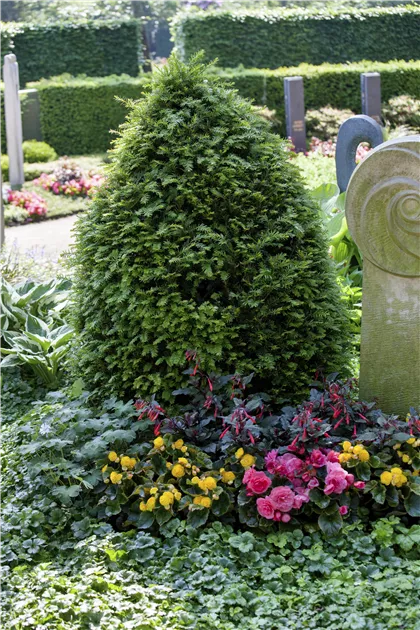 dünger für thuja Bio-Thuja-Dünger kaufen