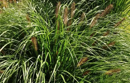 Pennisetum alopecuroides 'Red Head'
