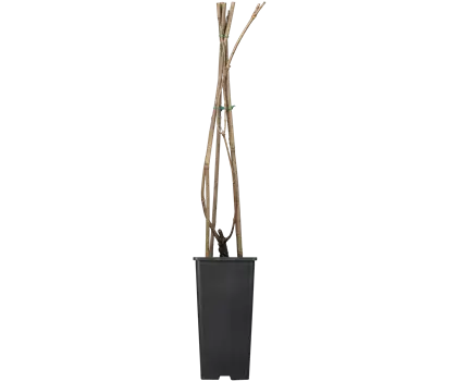 Campsis radicans 'Flava' 