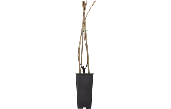 Campsis radicans 'Flava' 