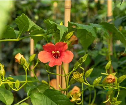 Campsis radicans 'Stromboli'