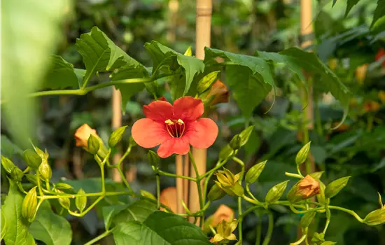 Campsis radicans 'Stromboli'