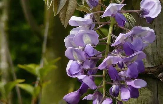 Wisteria brachybotrys 'Okayama' 