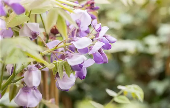 Wisteria sinensis 'Prolific' 