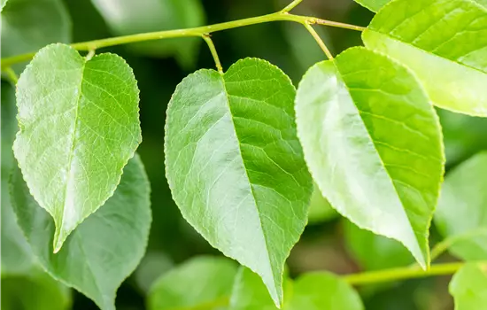 Prunus mahaleb 