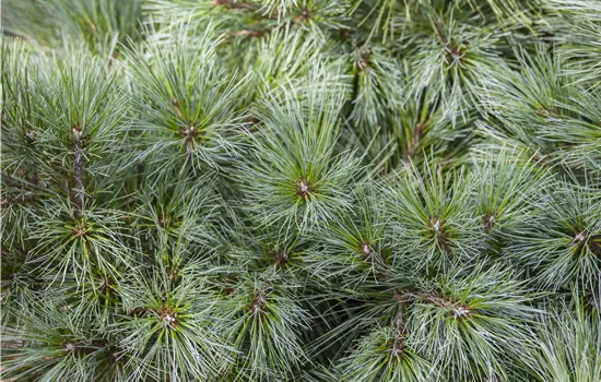 Pinus strobus 
