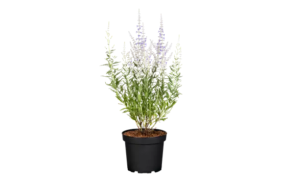 Perovskia atriplicifolia 'Blue Spire'