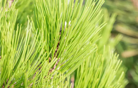 Pinus leucodermis 