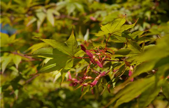 Acer palmatum 'Osakazuki' 