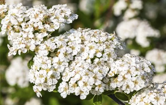 Spiraea nipponica 'Snowmound' 