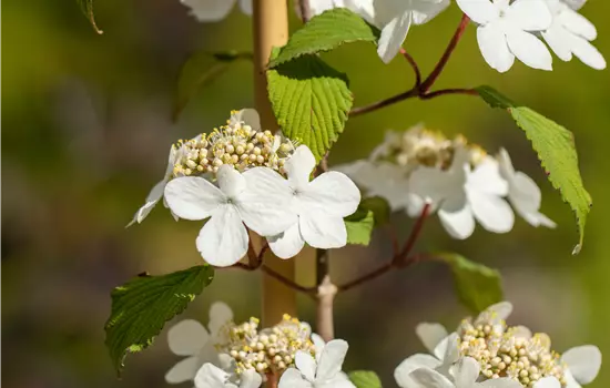 Viburnum plicatum 'Kilimandjaro' 