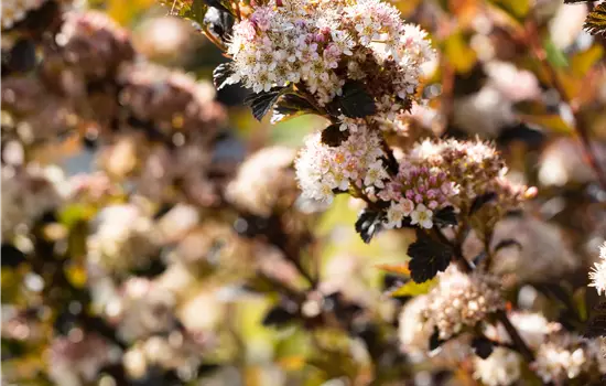 Physocarpus opulifolius 'Little Devil' 