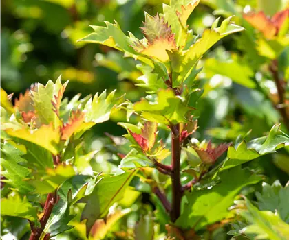 Ilex meserveae 'Little Rascal' 