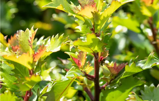 Ilex meserveae 'Little Rascal' 