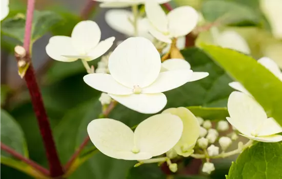Hydrangea paniculata 'Early Sensation' 