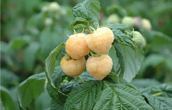 Rubus idaeus 'Poranna Rosa' 