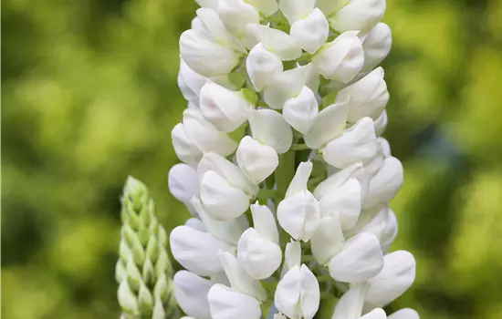 Lupinus polyphyllus 'Fräulein' 