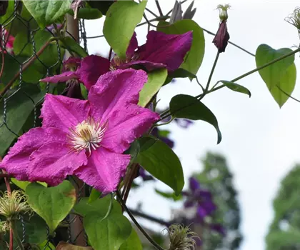 Clematis 'Ernest Markham' 