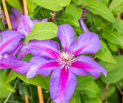 Clematis 'Mrs N. Thompson' 