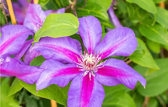 Clematis 'Mrs N. Thompson' 