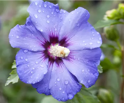 Hibiscus syriacus 'Blue Bird'