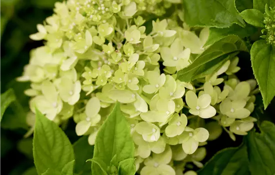 Hydrangea paniculata 'Little Lime' 