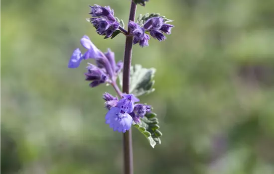 Nepeta x faassenii 'Walkers Low' 