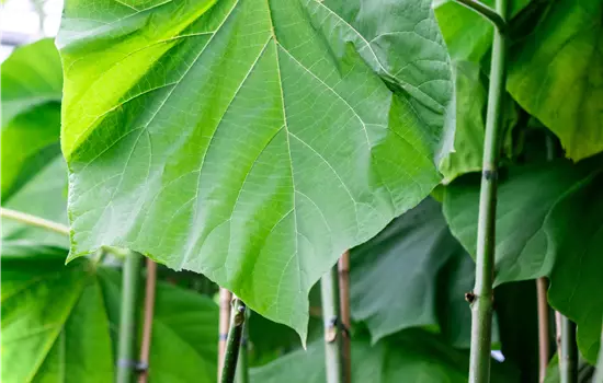 Paulownia fortunei 'Fast Blue' 
