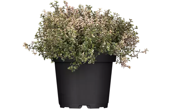 Thymus pulegioides 