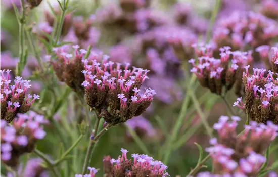 Verbena bonariensis 'Lollipop' 