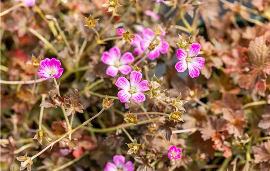Geranium Hybride 'Orkney Cherry' 
