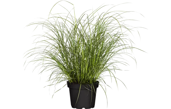 Miscanthus sinensis 'Hermann Müssel' 