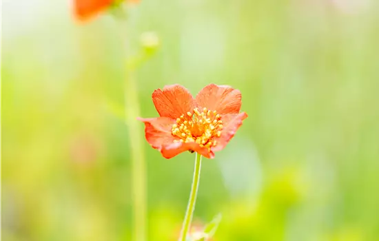 Geum chiloense 'Feuerball' 
