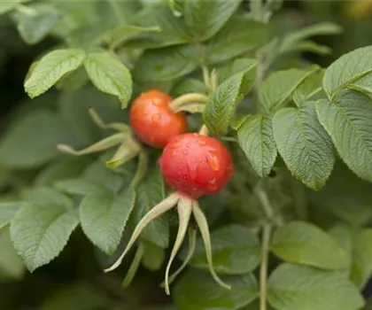 Rosa rugosa  Rosa rugosa