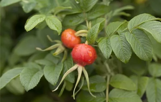 Rosa rugosa  Rosa rugosa