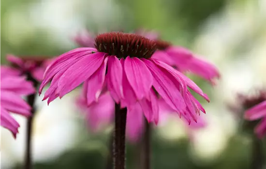 Echinacea purpurea 'Rubinstern'