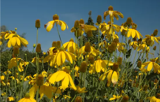 Rudbeckia nitida 'Herbstsonne' 