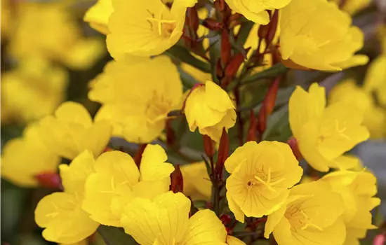 Oenothera tetragona 'Sonnenwende' 