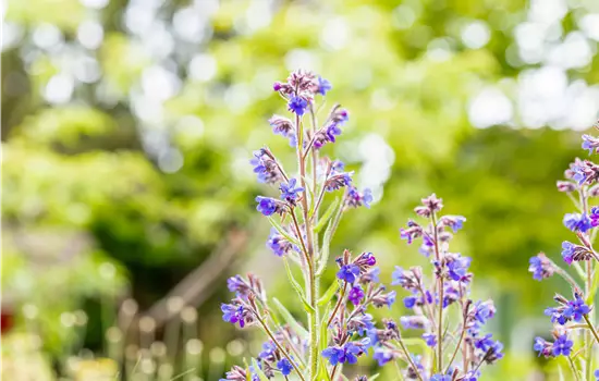 Anchusa azurea 'Dropmore' 