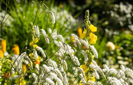 Sanguisorba tenuifolia 'Albiflora' 