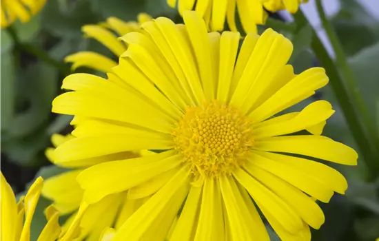 Doronicum orientale 'Magnificum' 