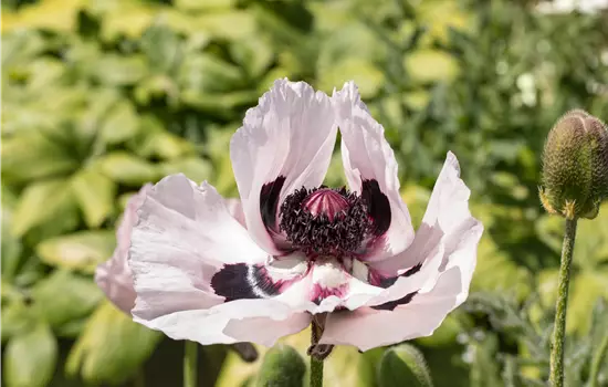 Papaver orientale 'Royal Wedding' 
