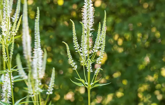 Veronica longifolia 'Schneeriesin' 