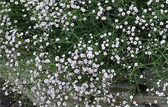 Gypsophila repens 'Rosenschleier' 