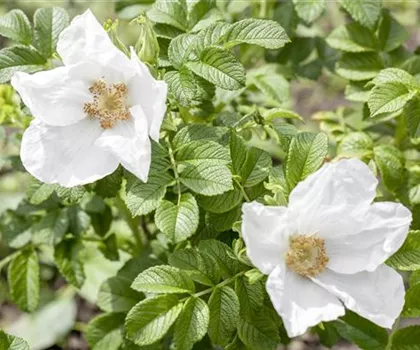 Rosa rugosa 'Alba'