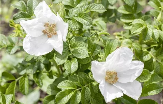 Rosa rugosa 'Alba'
