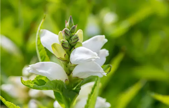 Chelone obliqua 'Alba' 