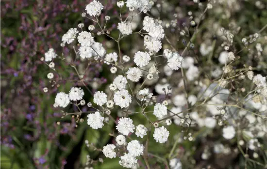 Gypsophila paniculata 'Bristol Fairy' 