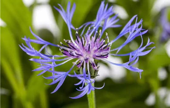 Centaurea montana 'Grandiflora' 